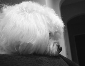 moch_bw